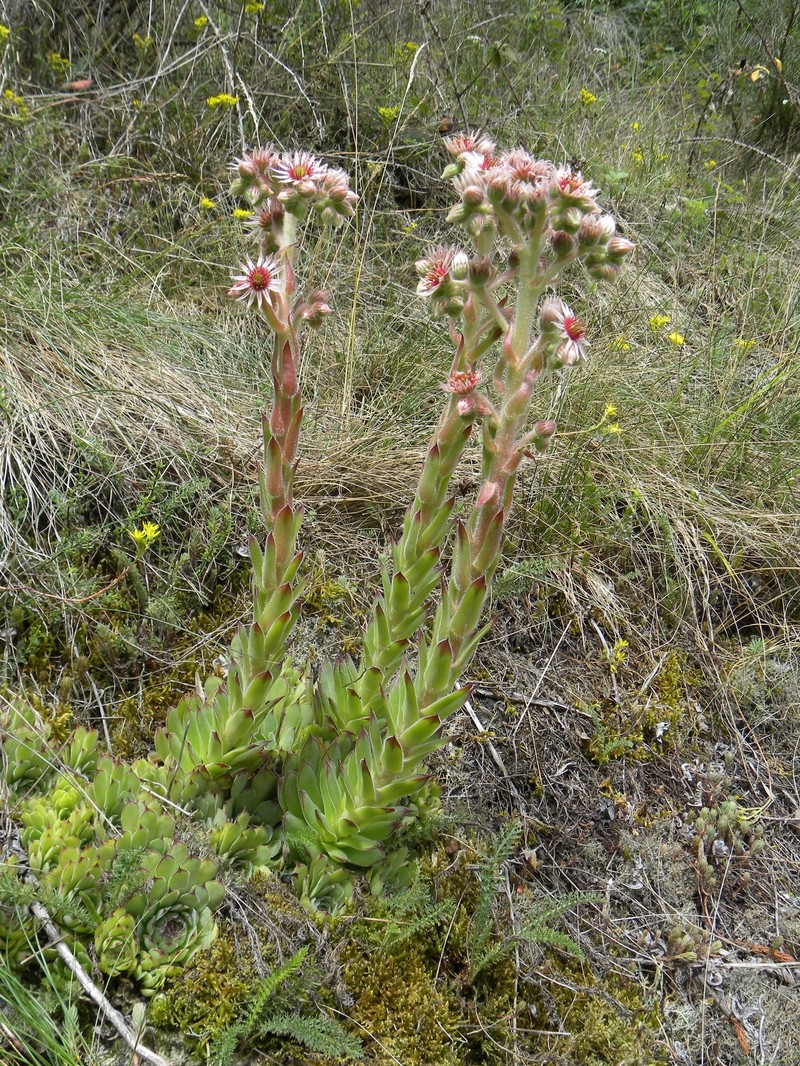 Sempervivum tectorum subsp. arvernense photo 4