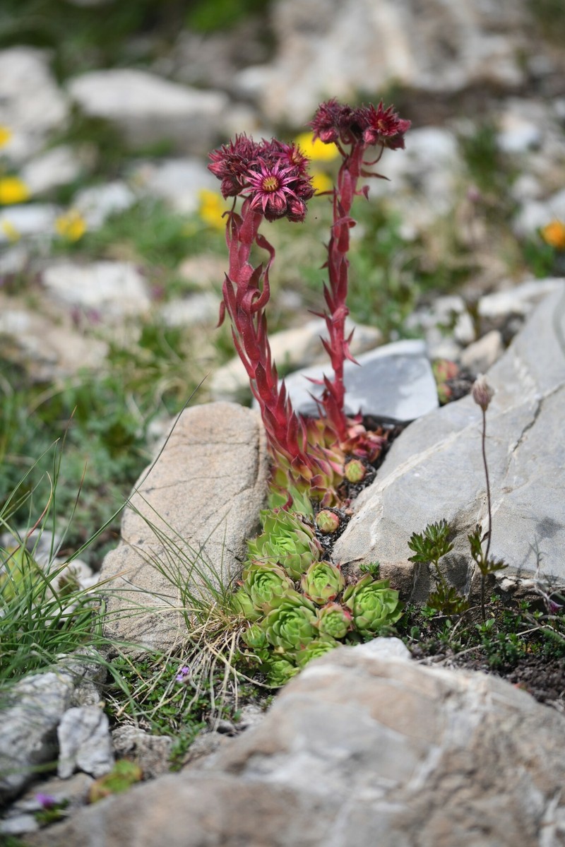 Sempervivum tectorum subsp. tectorum