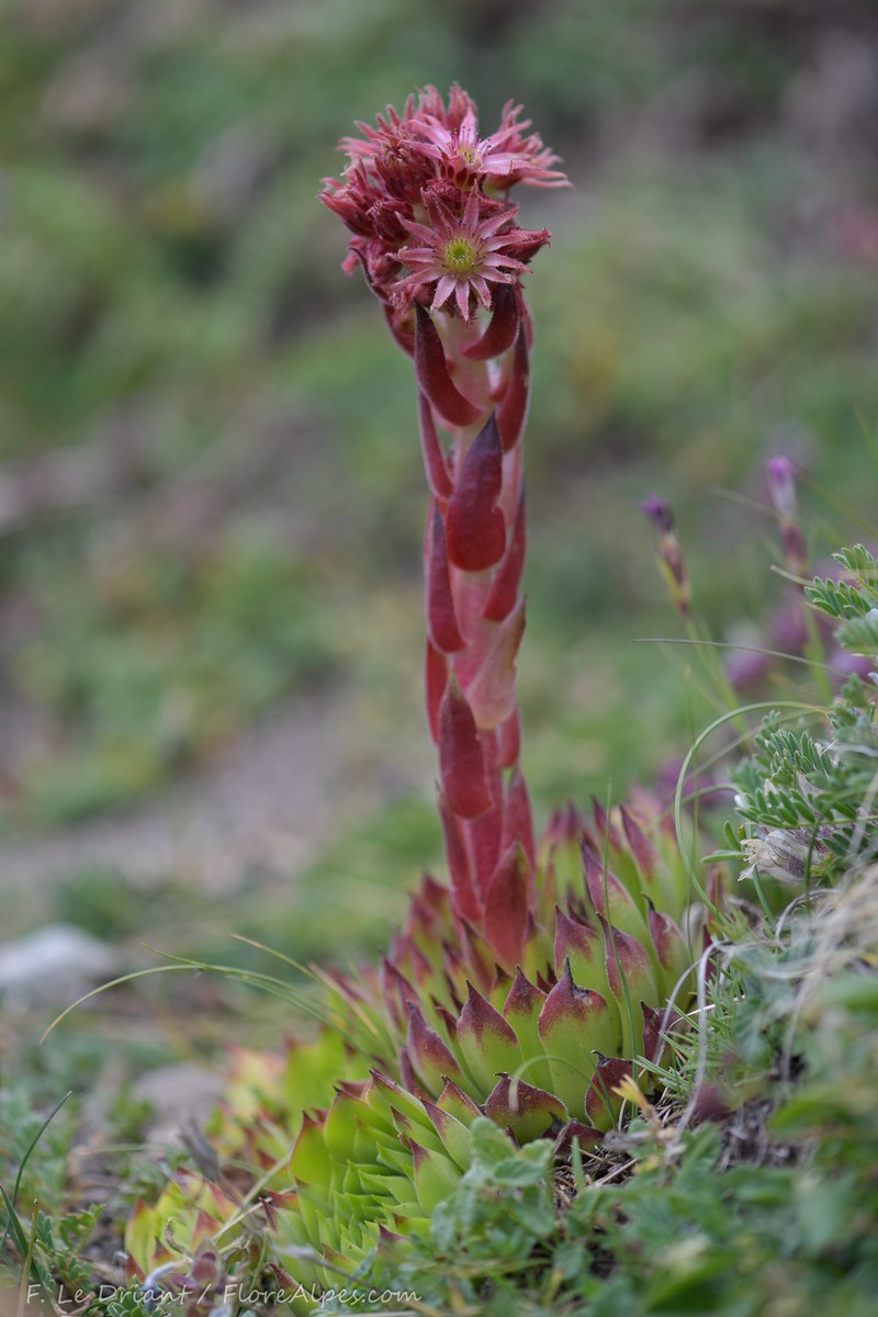 Sempervivum tectorum subsp. tectorum photo 2