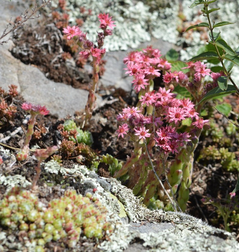 Sempervivum tectorum subsp. tectorum photo 3