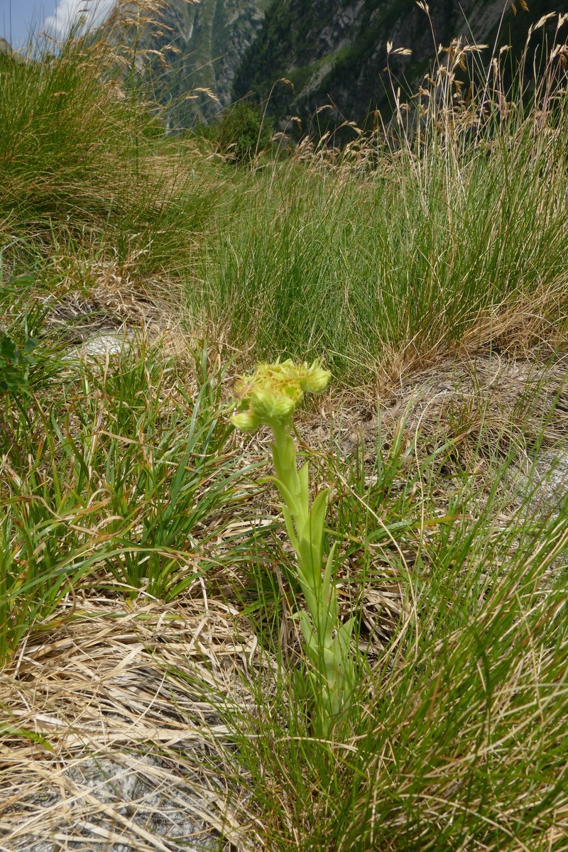 Sempervivum wulfenii subsp. wulfenii