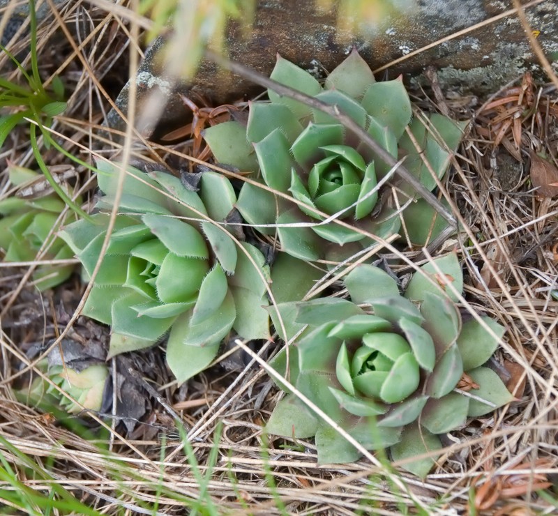 Sempervivum wulfenii subsp. wulfenii photo 2