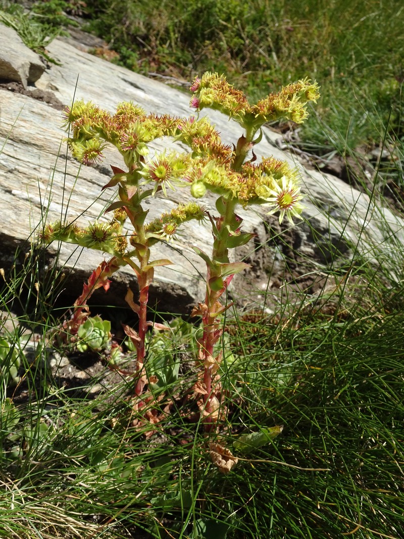Sempervivum wulfenii subsp. wulfenii photo 4