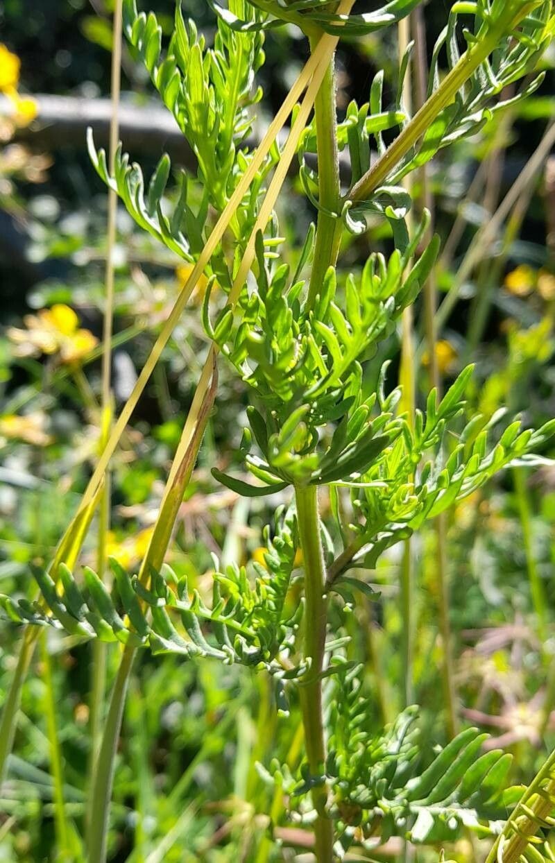 Senecio × glaber photo 2