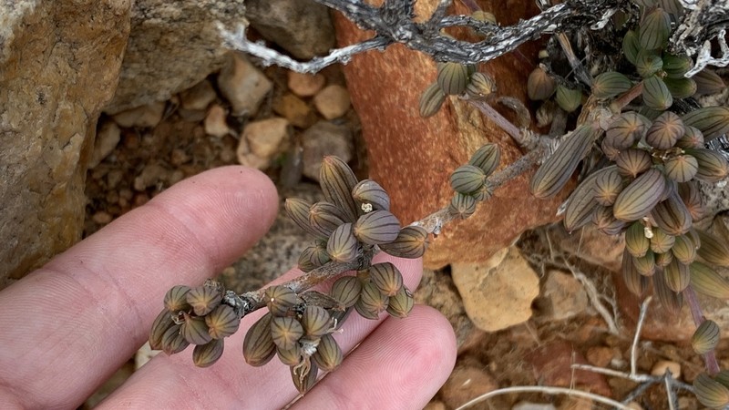 Senecio abbreviatus photo 2