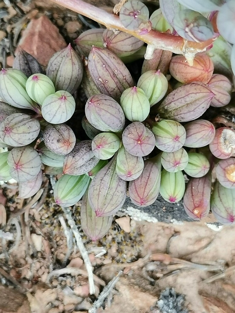 Senecio abbreviatus photo 3