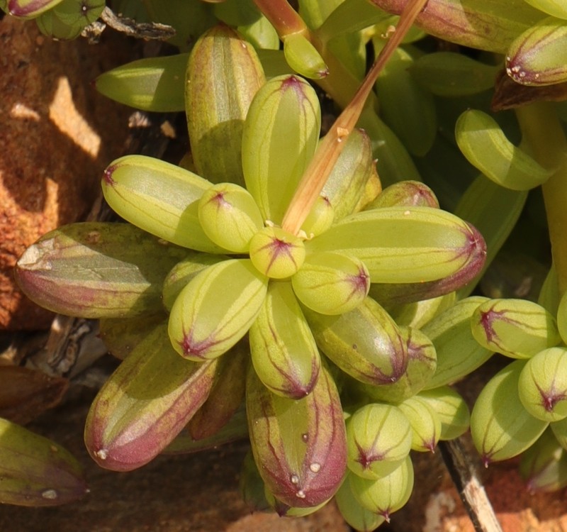 Senecio abbreviatus photo 4