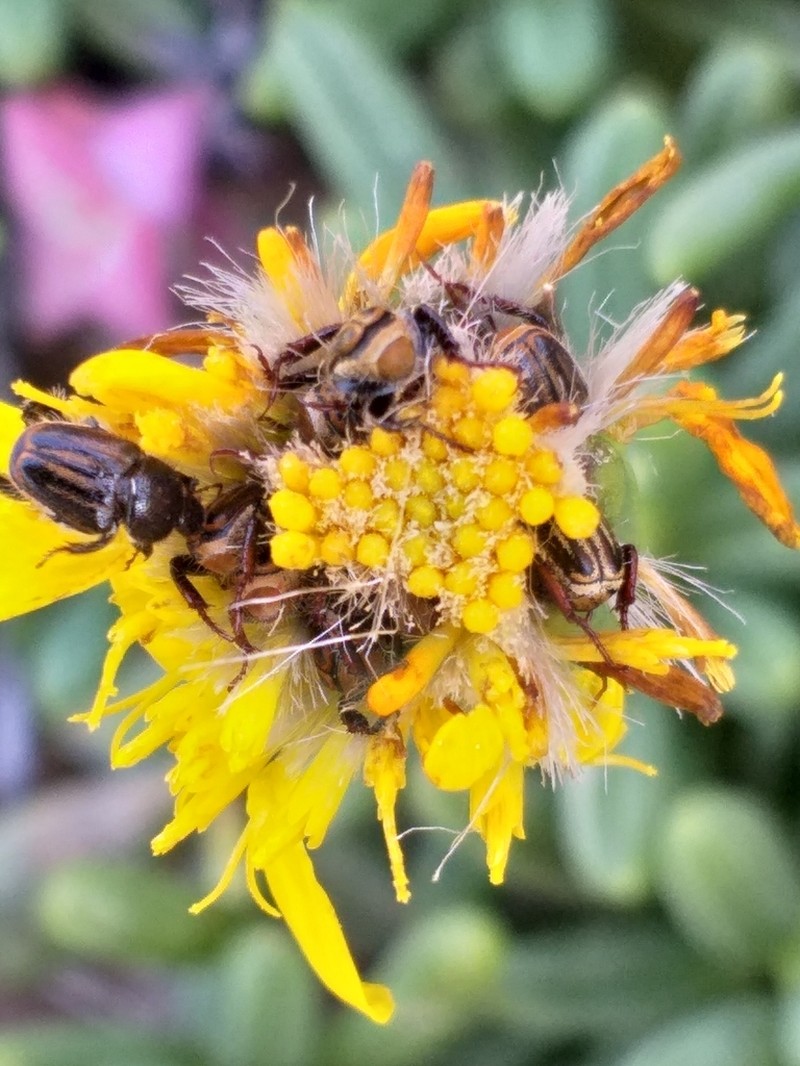 Senecio abbreviatus photo 5