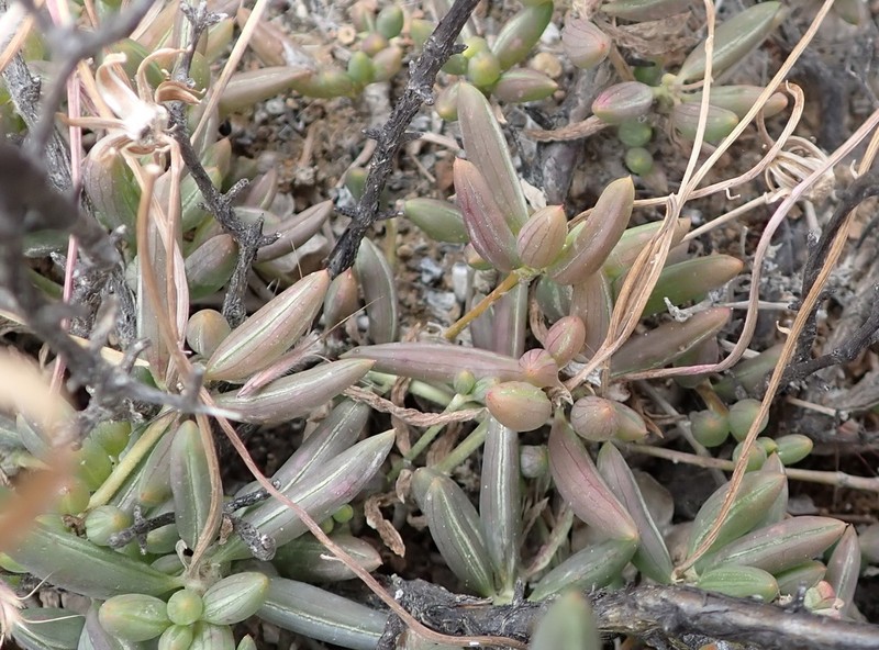 Senecio abbreviatus photo 6