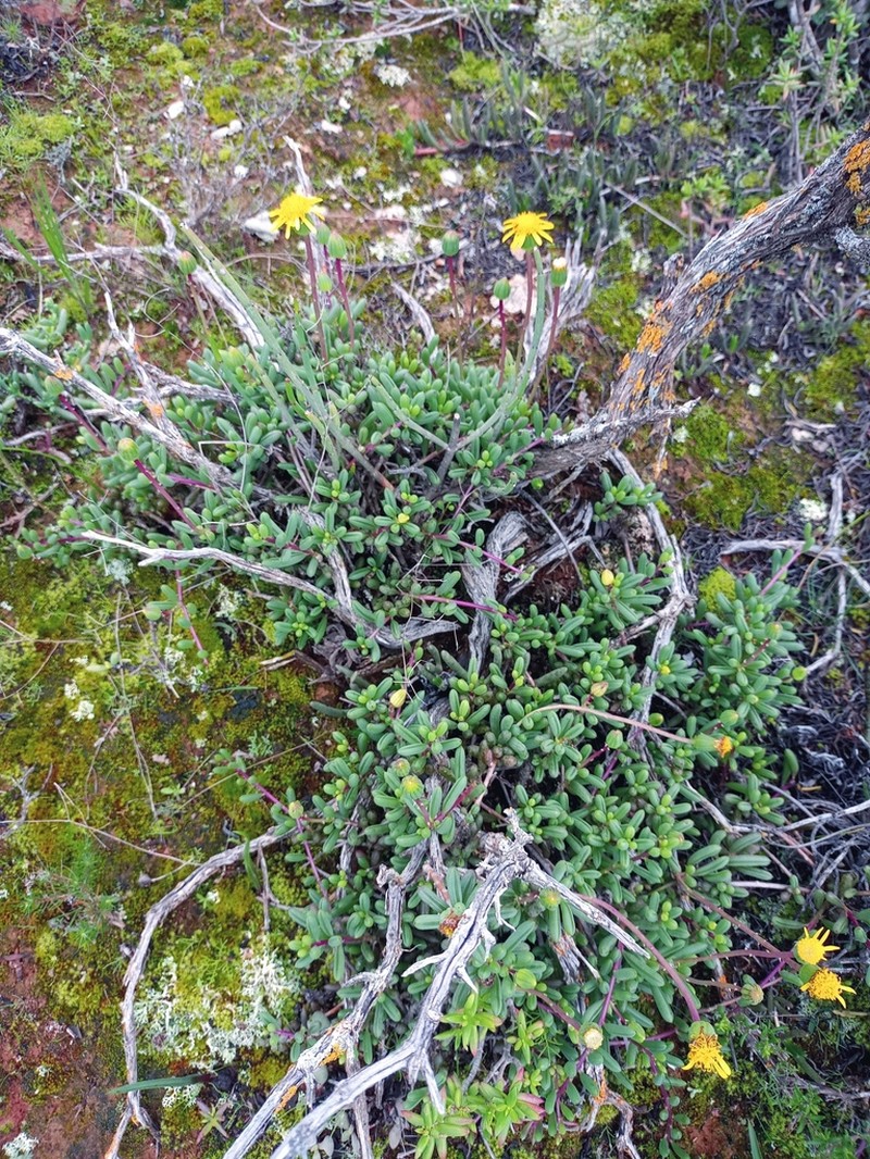 Senecio abbreviatus photo 7
