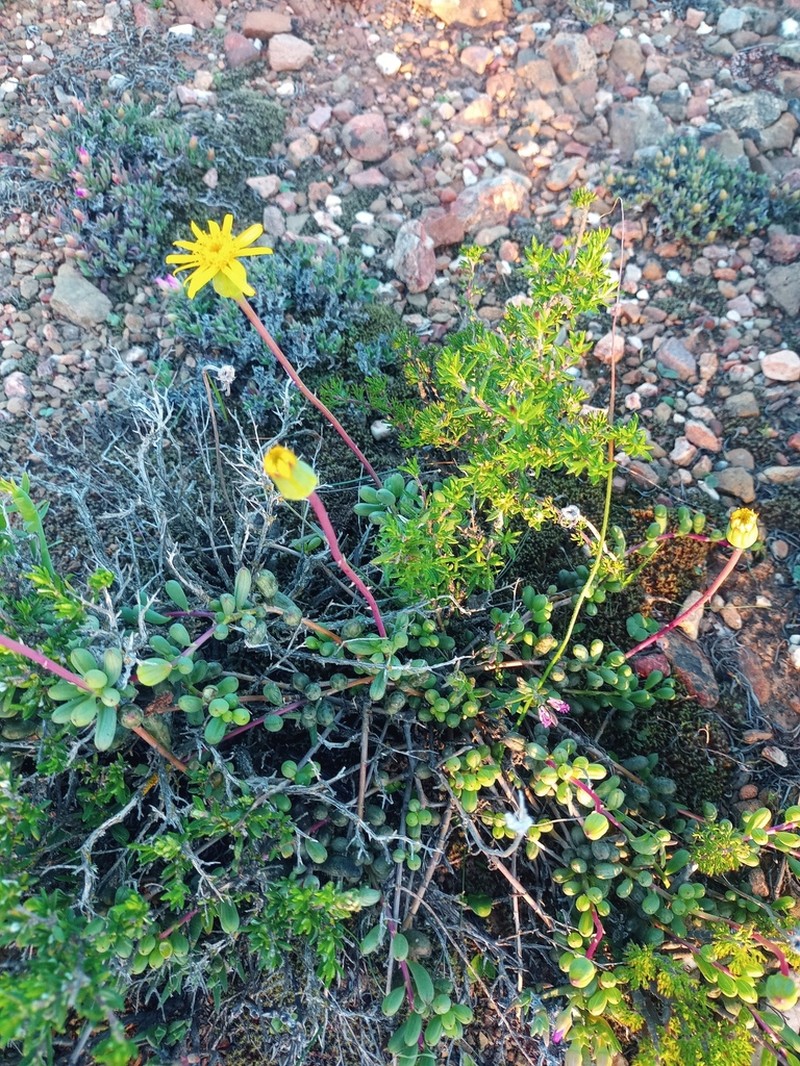 Senecio abbreviatus photo 8