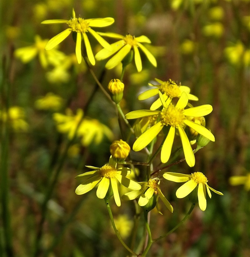 Senecio abruptus