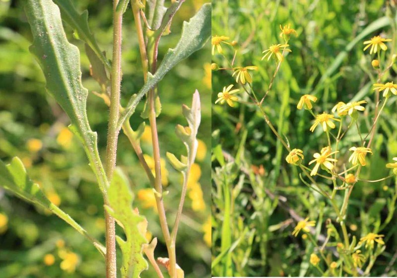 Senecio abruptus photo 2