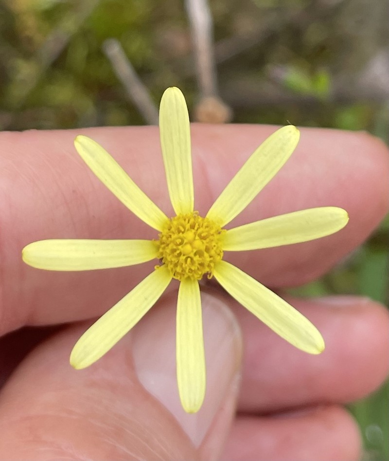 Senecio abruptus photo 3