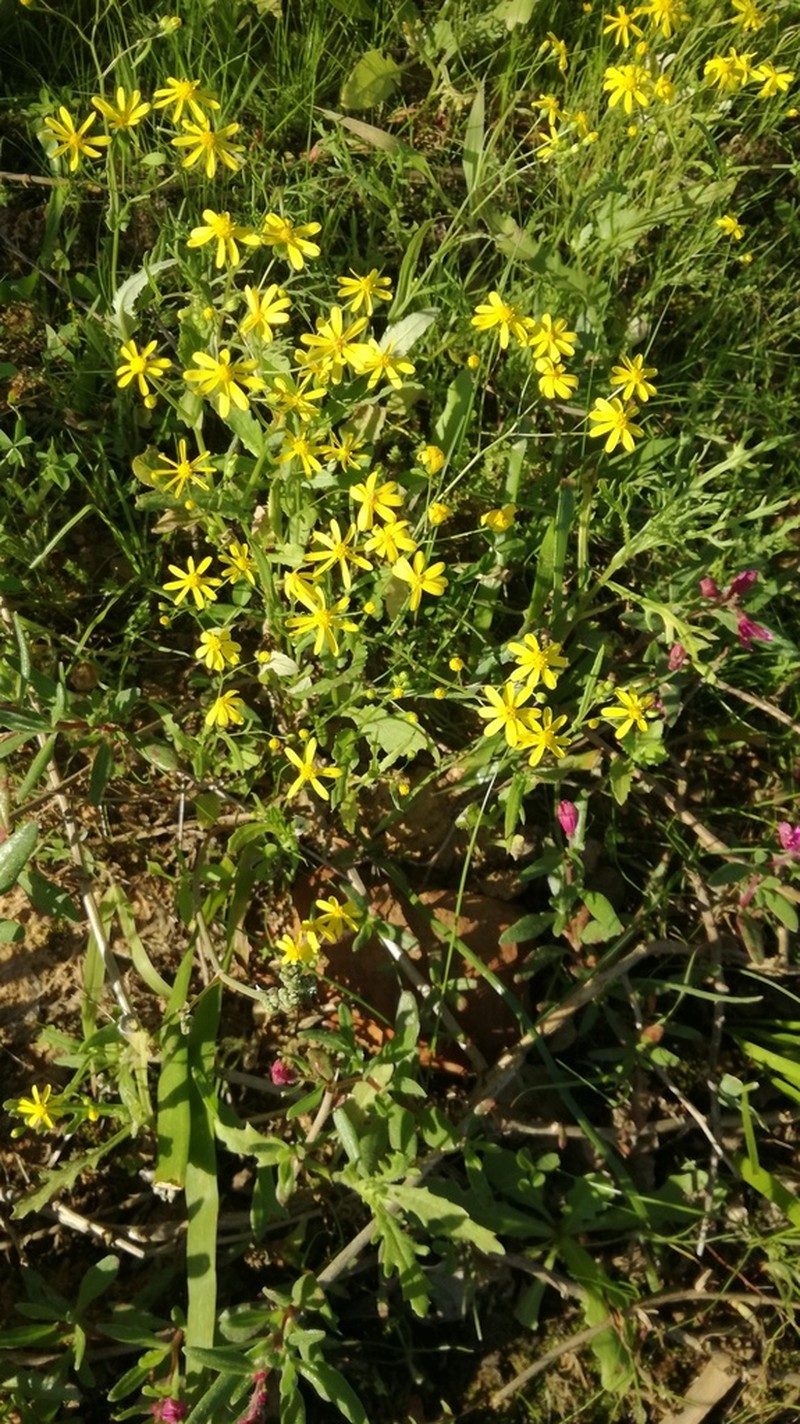 Senecio abruptus photo 4
