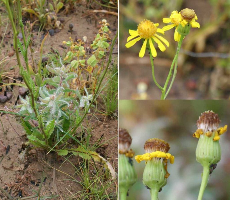 Senecio abruptus photo 5