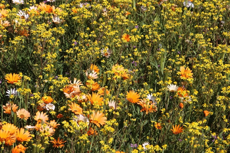 Senecio abruptus photo 6