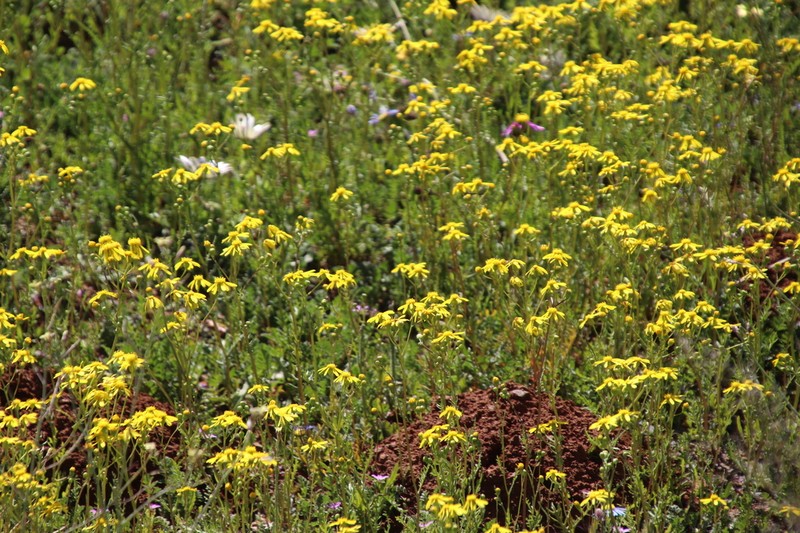 Senecio abruptus photo 7