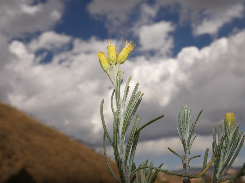 Senecio acarinus