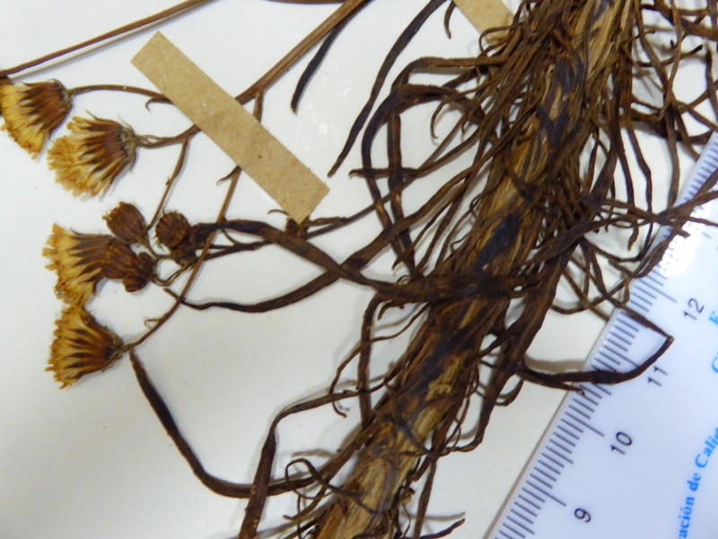 Senecio acarinus photo 2
