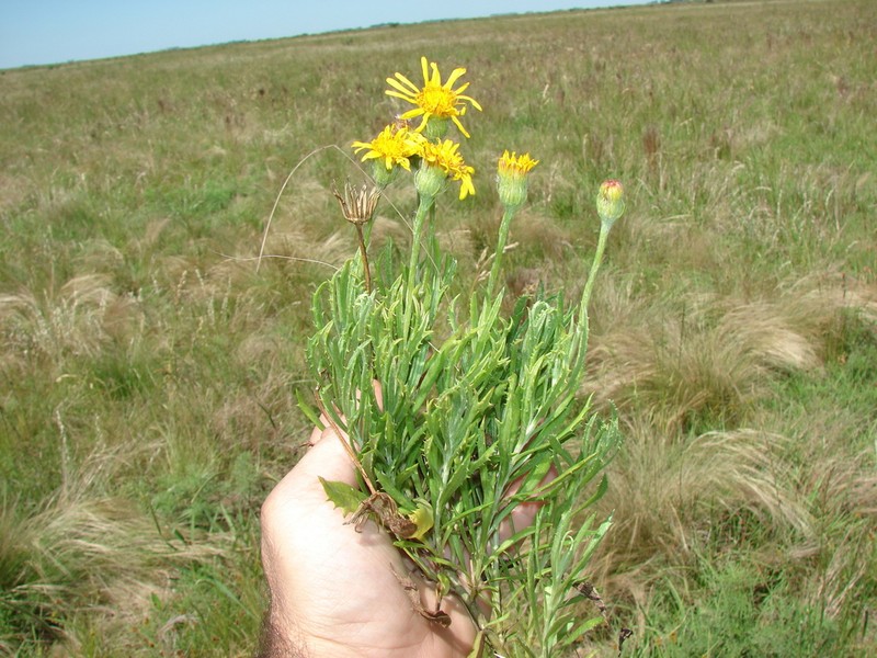 Senecio achalensis