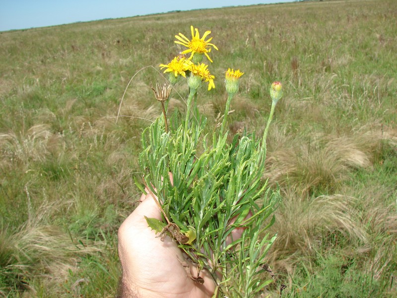 Senecio achalensis photo 2