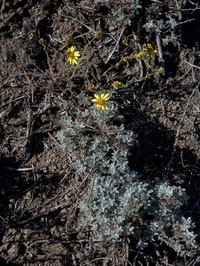 Senecio achilleifolius