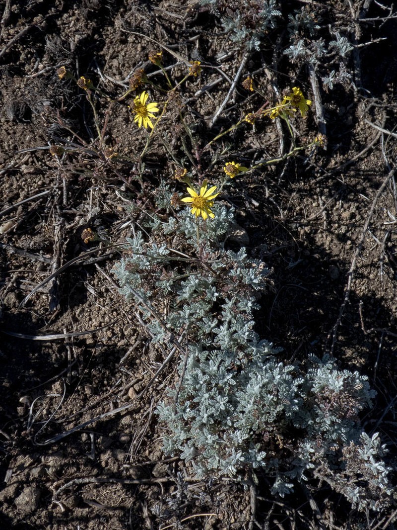 Senecio achilleifolius