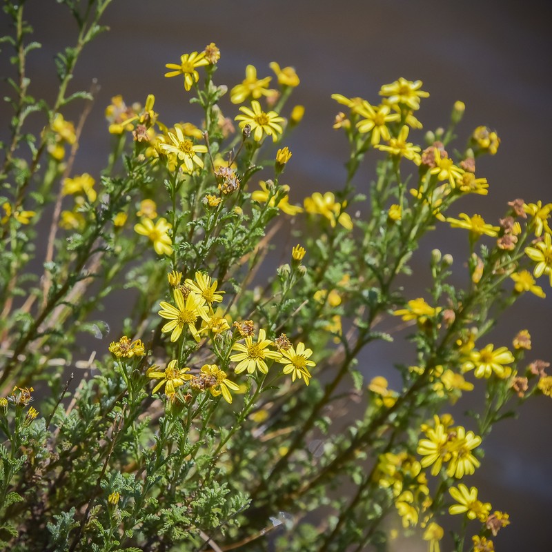 Senecio achilleifolius photo 2