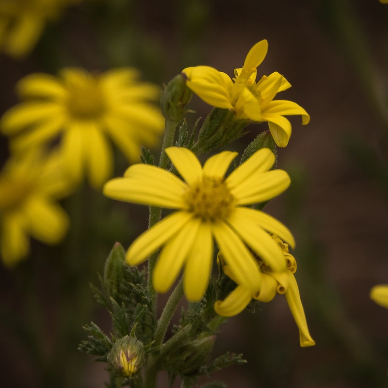Senecio achilleifolius photo 3