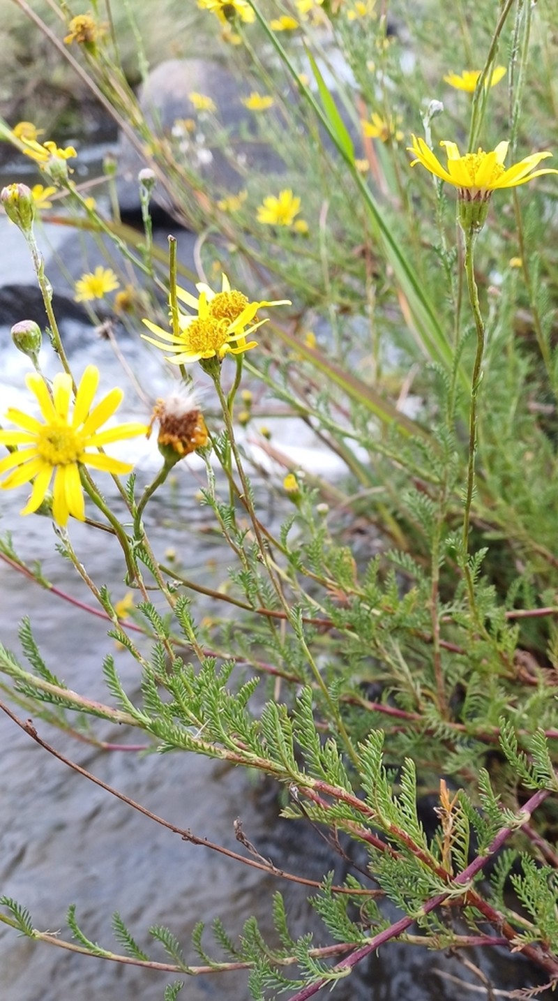 Senecio achilleifolius photo 4