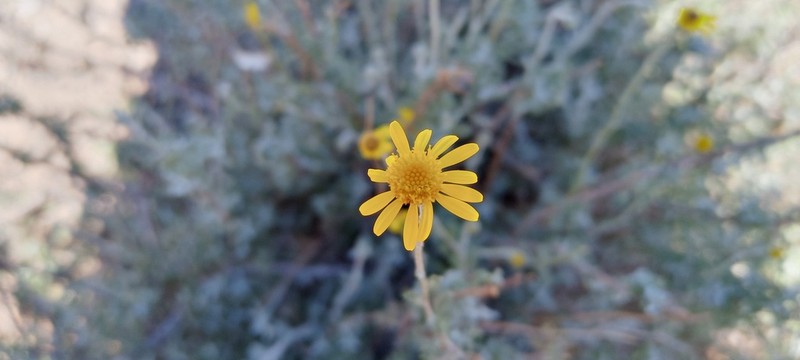Senecio achilleifolius photo 5
