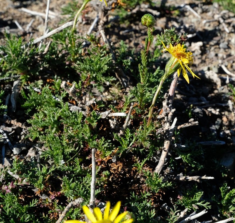 Senecio achilleifolius photo 6