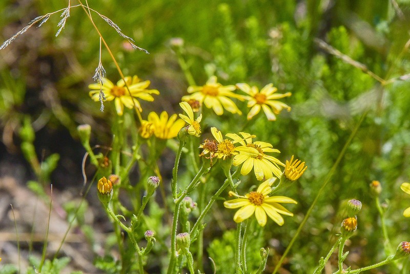 Senecio achilleifolius photo 7