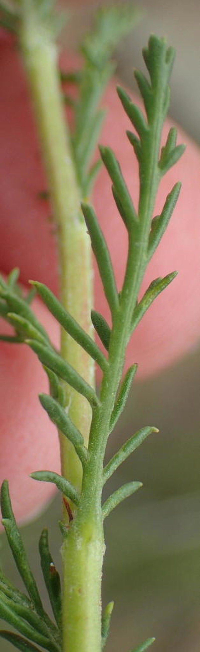 Senecio achilleifolius photo 8