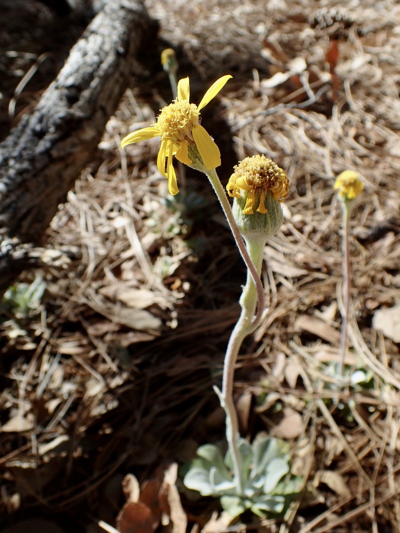 Flagstaff Ragwort