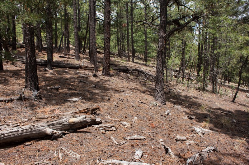 Flagstaff Ragwort photo 4