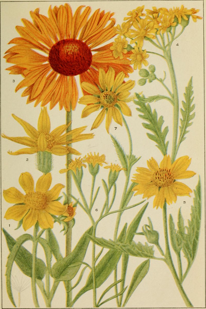 Flagstaff Ragwort photo 7