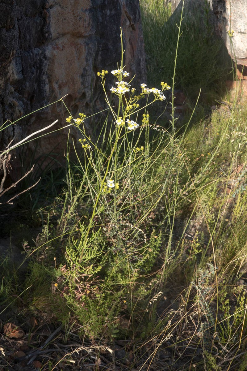 Senecio actinoleucus