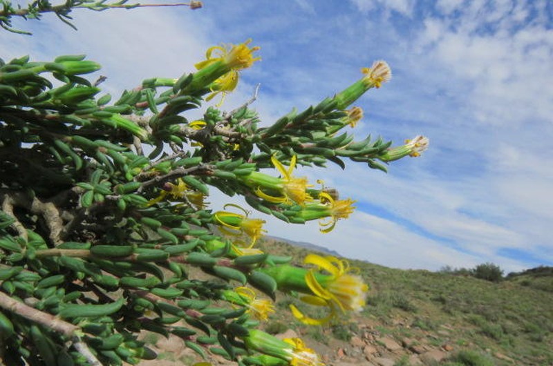 Senecio acutifolius photo 2
