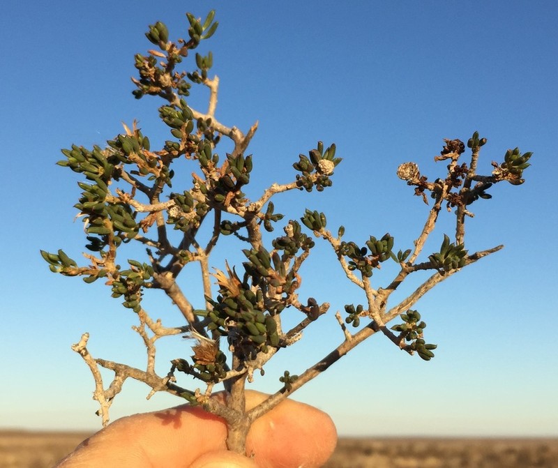 Senecio acutifolius photo 3