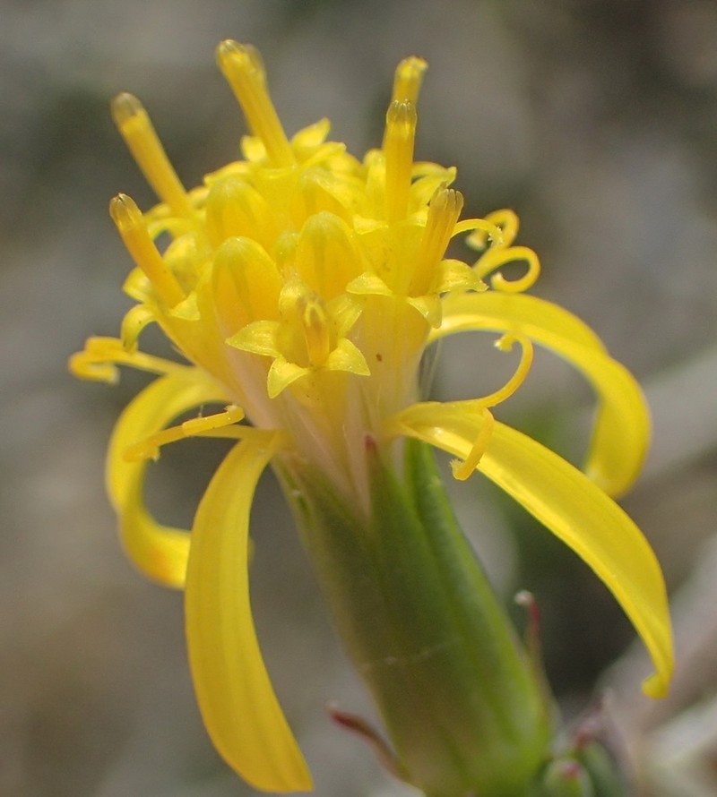 Senecio acutifolius photo 4