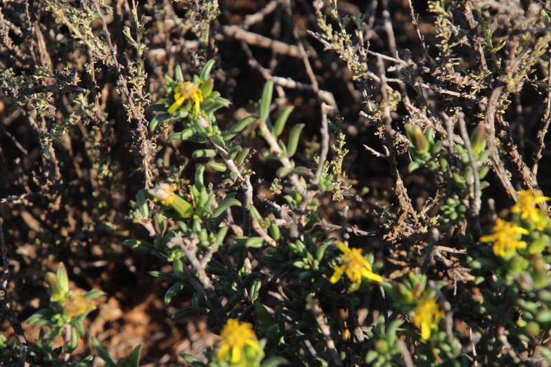 Senecio acutifolius photo 5