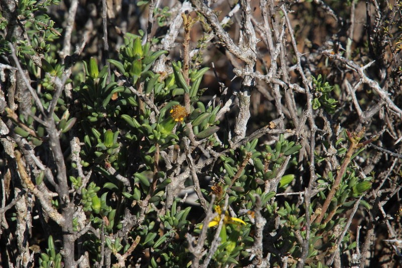 Senecio acutifolius photo 6