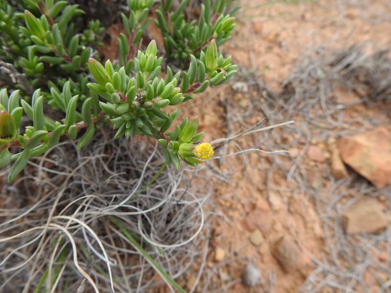 Senecio acutifolius photo 7