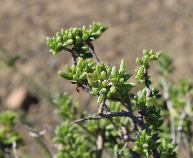 Senecio acutifolius photo 8