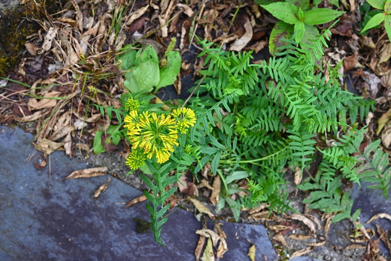 Senecio acutipinnus photo 2