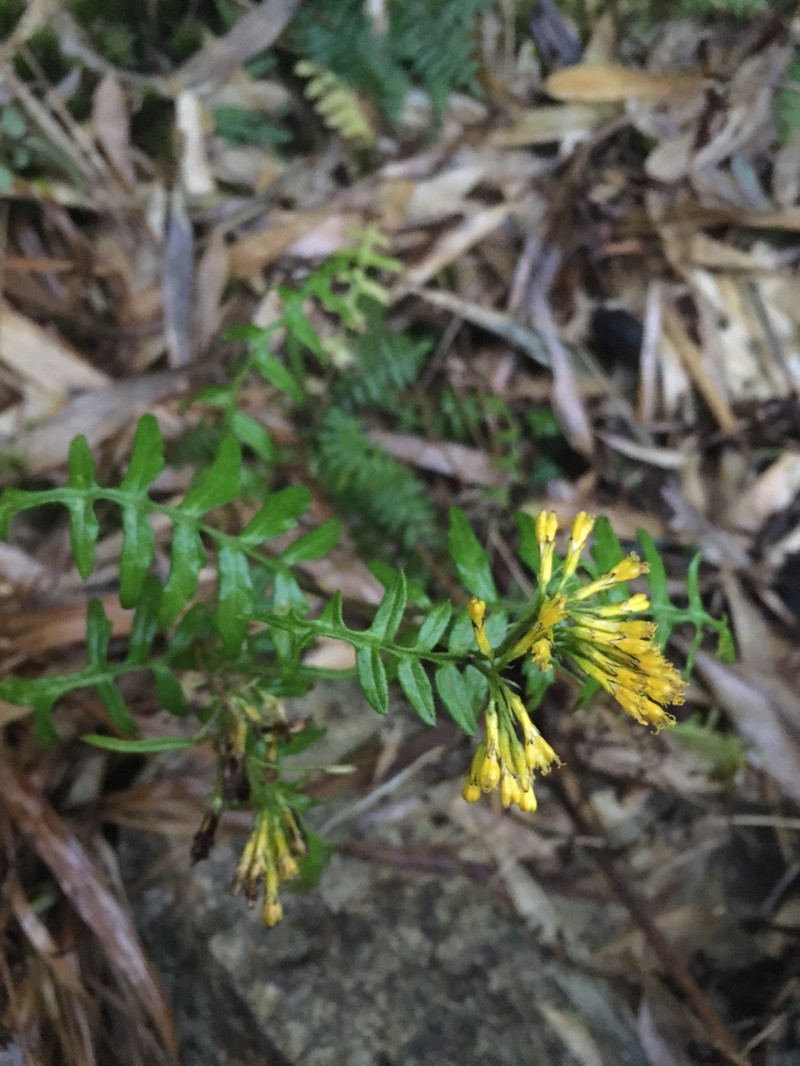 Senecio acutipinnus photo 4