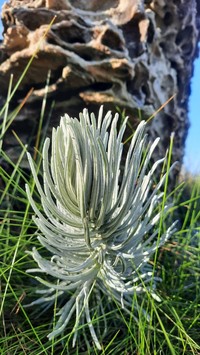Senecio adamantinus