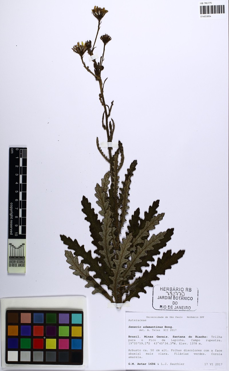 Senecio adamantinus photo 2